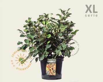 Fothergilla major - XL image