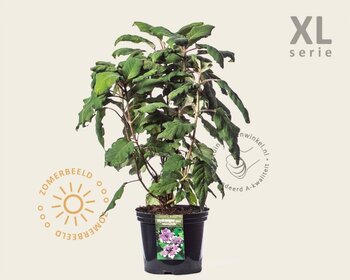 Hydrangea aspera 'Macrophylla' - XL