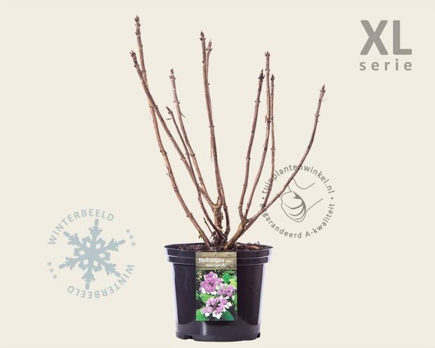 Hydrangea aspera 'Macrophylla' - XL