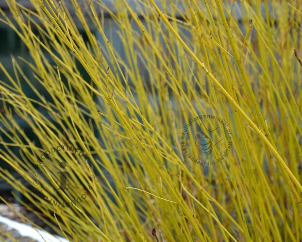Cornus sericea 'Flaviramea' - XL