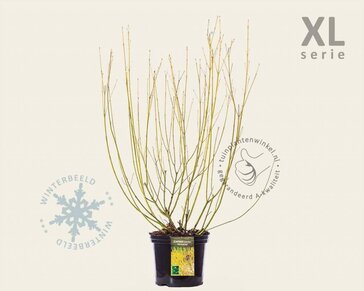 Cornus sericea 'Flaviramea' - XL