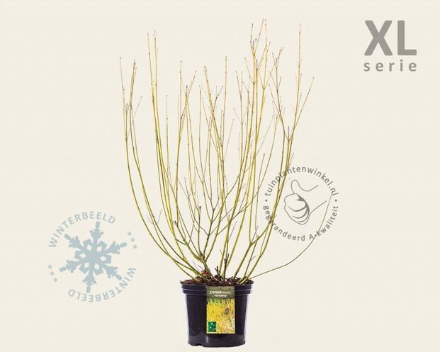 Cornus sericea 'Flaviramea' - XL