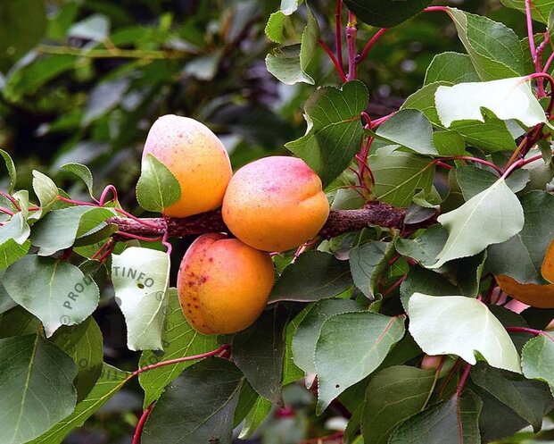Prunus armeniaca 'Bergeron' - laagstam