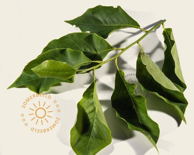 Magnolia soulangeana - XL+