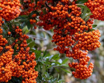 Pyracantha coccinea 'Saphyr Orange' - XL