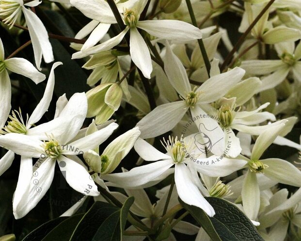 Clematis armandii - XL
