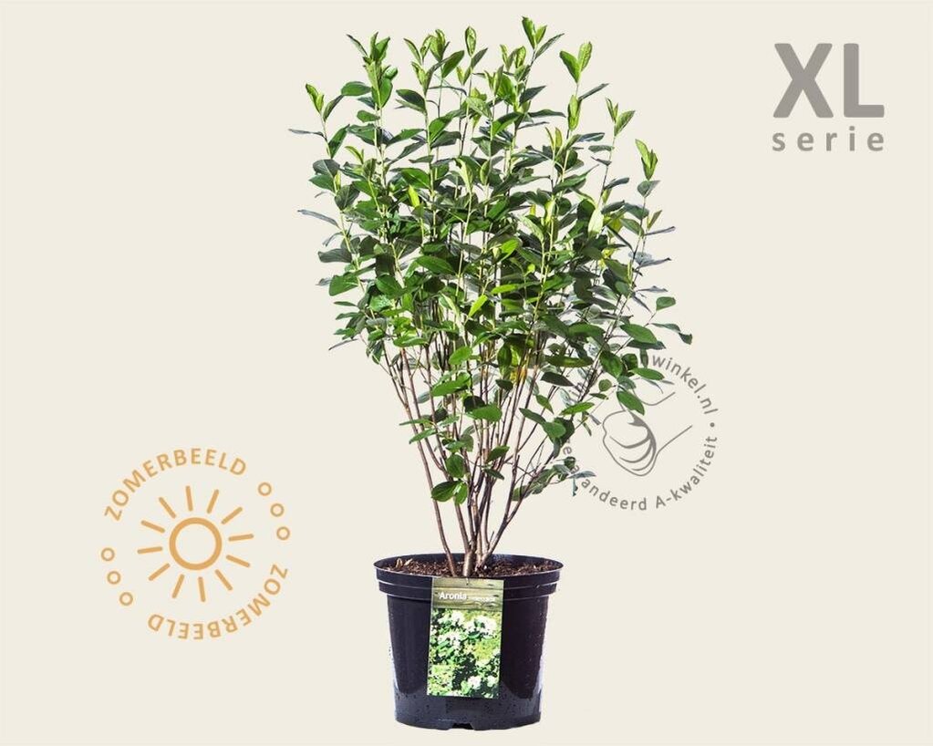 Aronia melanocarpa - XL