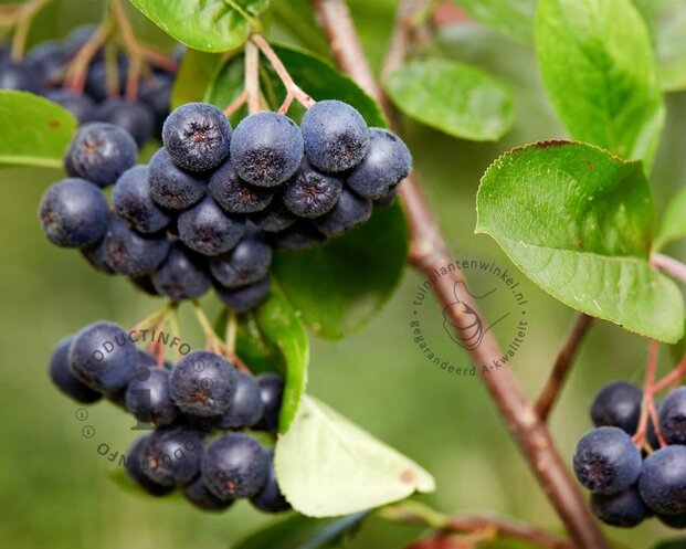 Aronia melanocarpa - XL