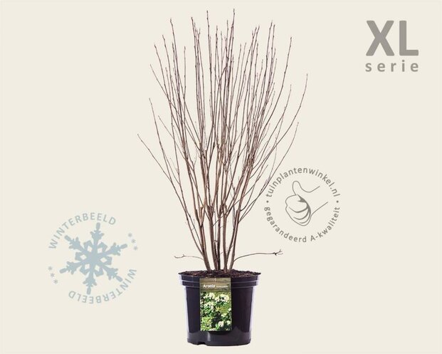 Aronia melanocarpa - XL