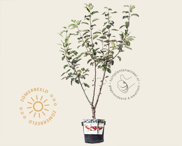 Malus TRIO 'Elstar', 'Jonagold' & 'Rode Boskoop'