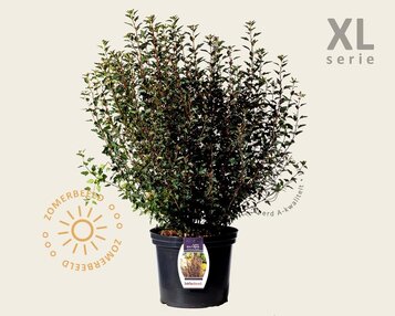 Physocarpus opulifolius 'Little Devil' - XL image