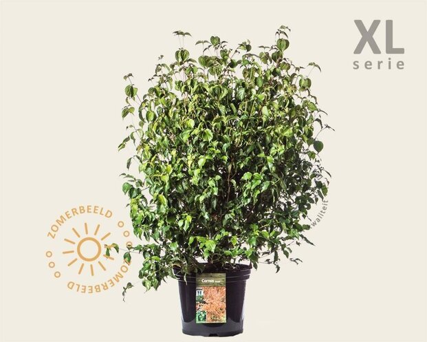Cornus kousa - XL