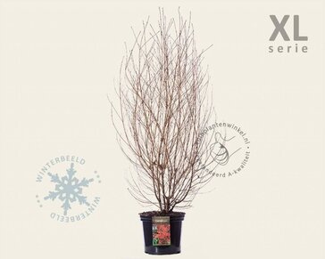 Cornus kousa - XL