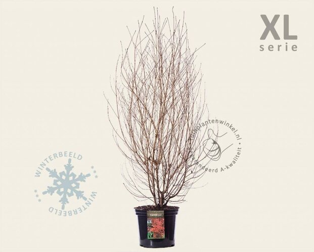 Cornus kousa - XL