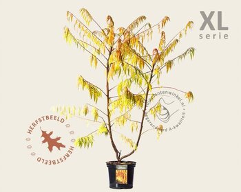 Rhus typhina 'Golden Selection' - XL