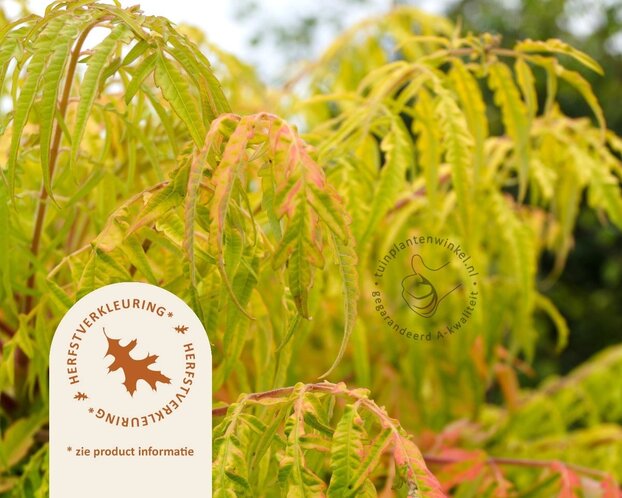 Rhus typhina 'Golden Selection' - XL