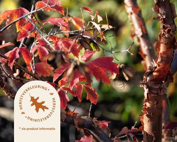 Acer griseum - XL