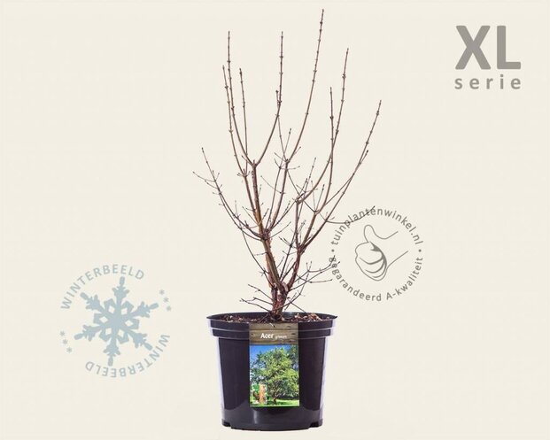 Acer griseum - XL
