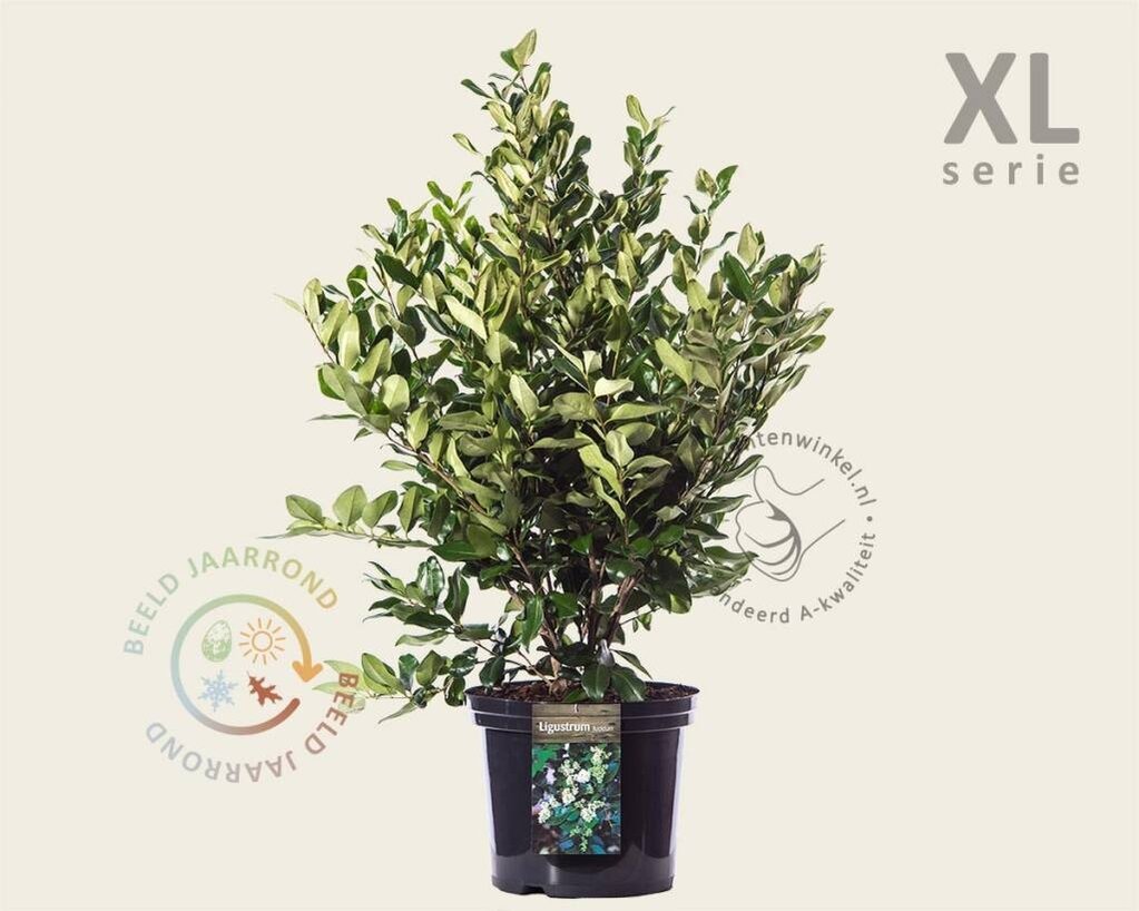 Ligustrum lucidum - XL