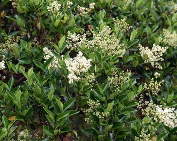 Ligustrum lucidum - XL