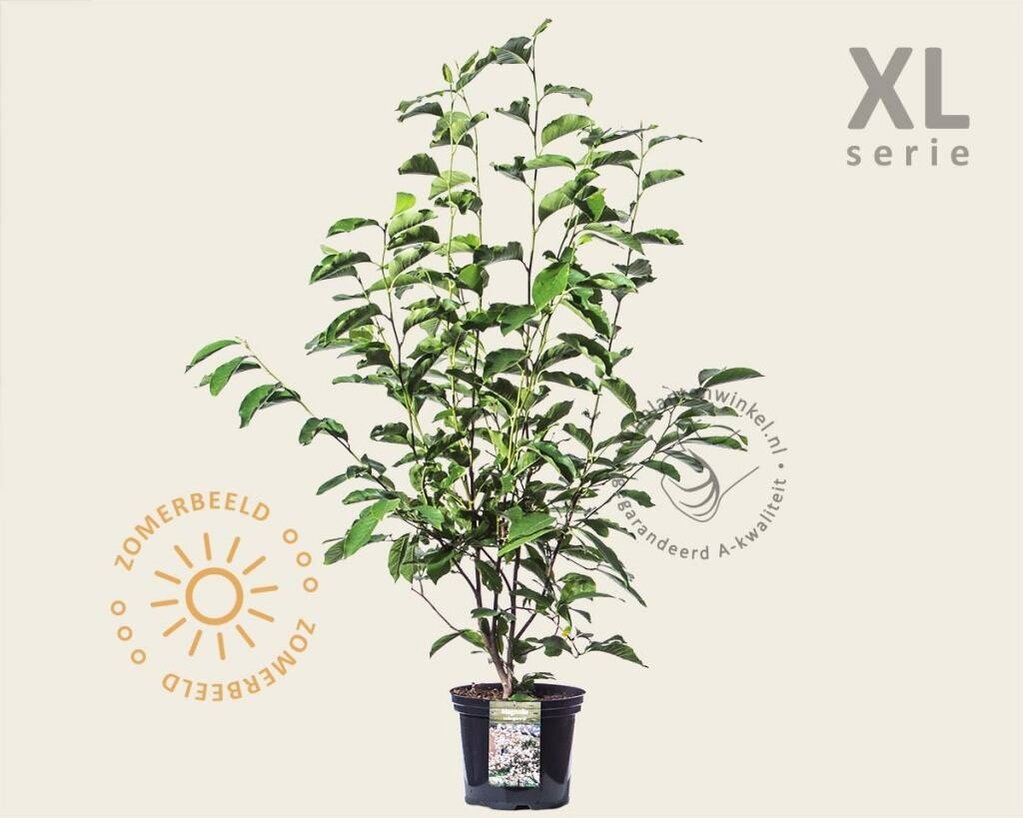 Magnolia soulangeana - XL