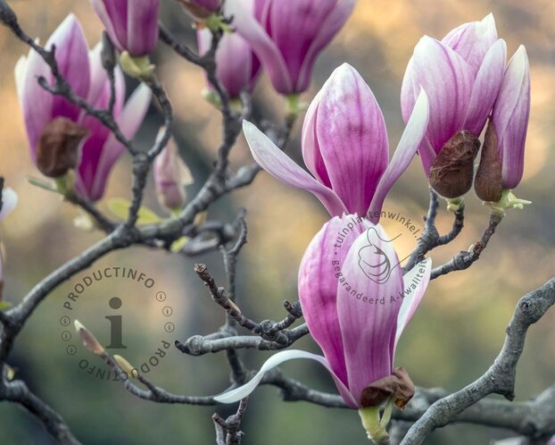 Magnolia soulangeana - XL
