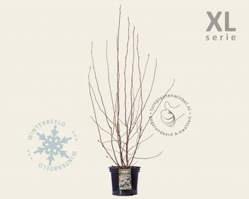Magnolia soulangeana - XL