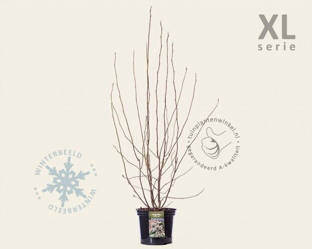 Magnolia soulangeana - XL