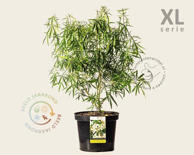 Choisya ternata 'Aztec Pearl' - XL