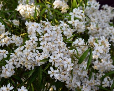 Choisya ternata 'Aztec Pearl' - XL