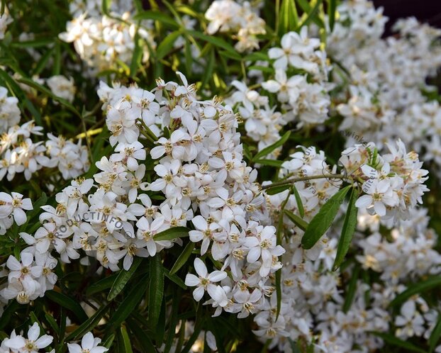 Choisya ternata 'Aztec Pearl' - XL