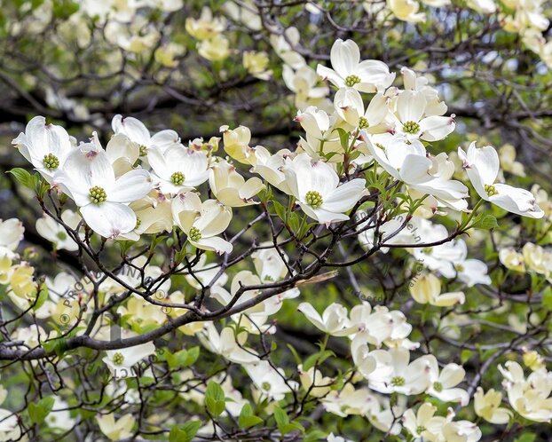 Cornus florida - XL