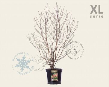 Cornus florida - XL