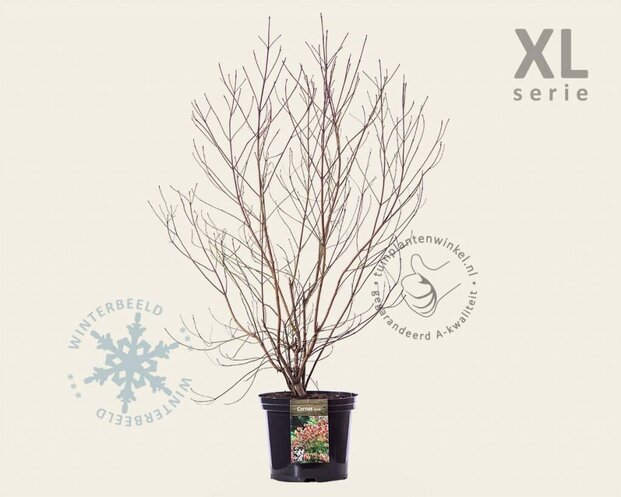 Cornus florida - XL