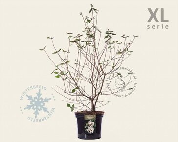 Viburnum burkwoodii - XL