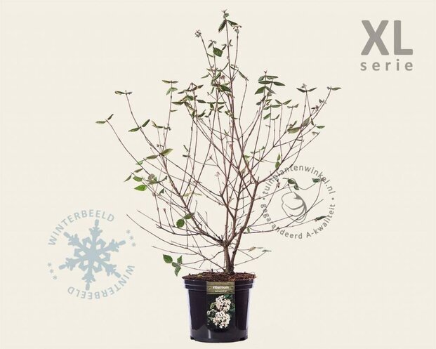 Viburnum burkwoodii - XL