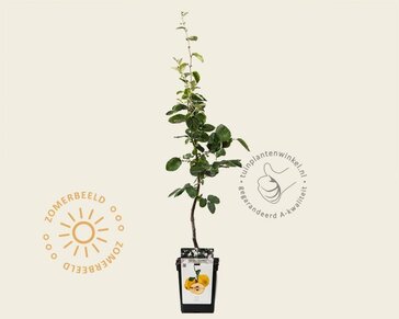 Cydonia oblonga 'Vranja' - mini
