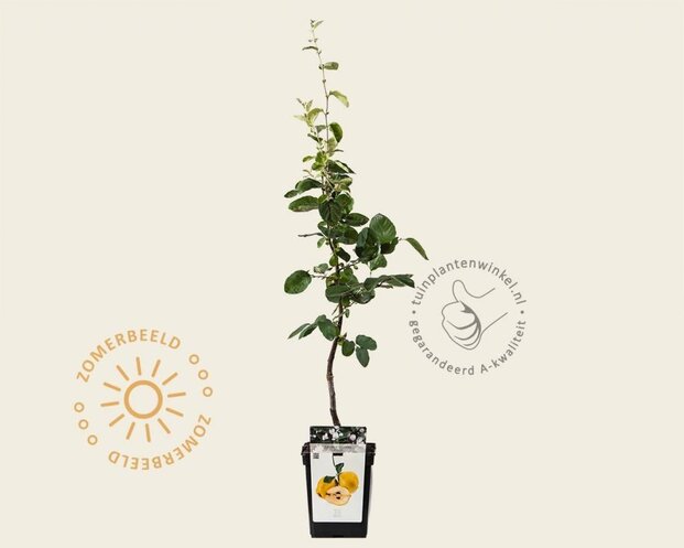 Cydonia oblonga 'Vranja' - mini