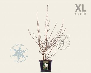 Viburnum carlcephalum - XL