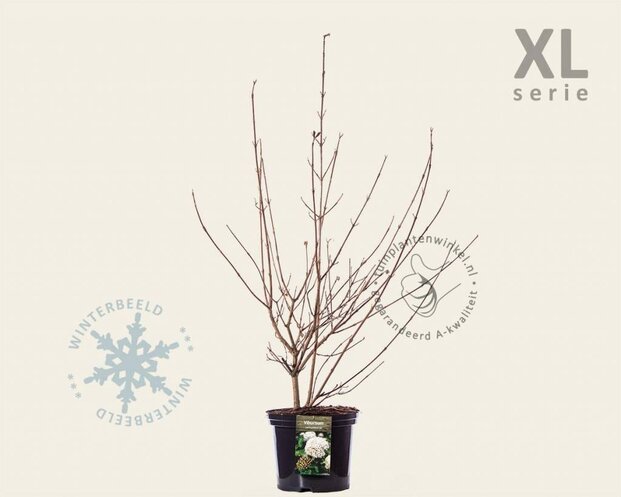 Viburnum carlcephalum - XL