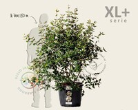 Viburnum burkwoodii - XL+