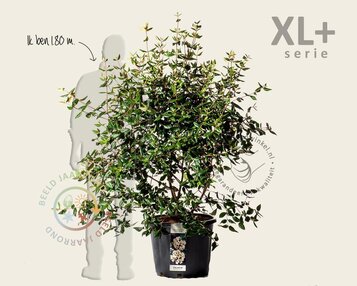 Viburnum burkwoodii - XL+ image