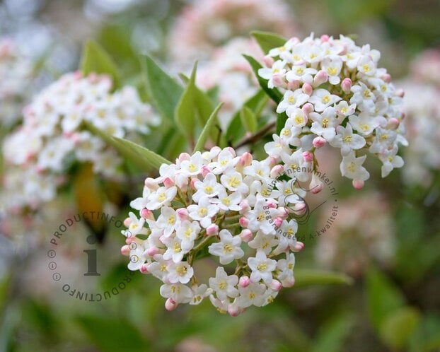 Viburnum burkwoodii - XL+