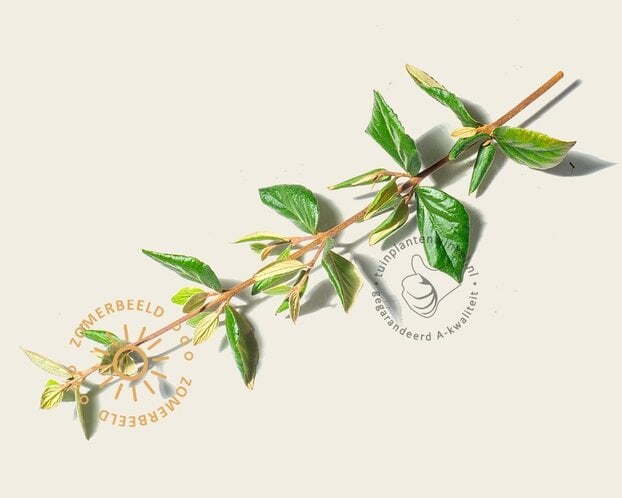 Viburnum burkwoodii - XL+