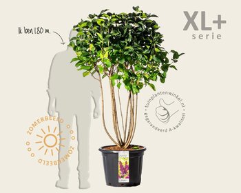 Syringa vulgaris 'Charles Joly' - XL+