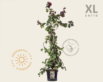 Corylus avellana 'Red Majestic' - XL image