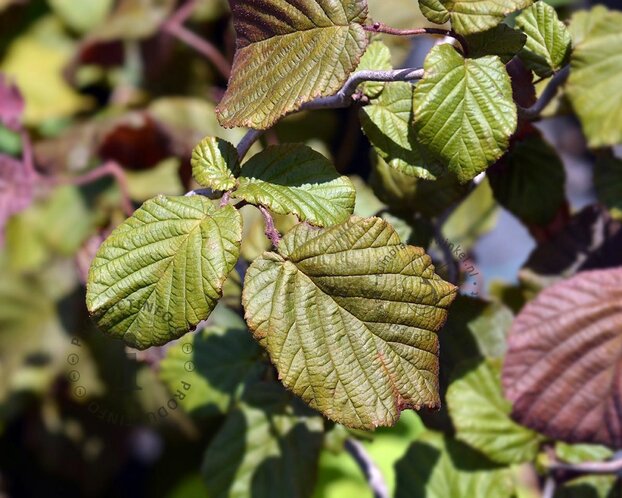 Corylus avellana 'Red Majestic' - XL
