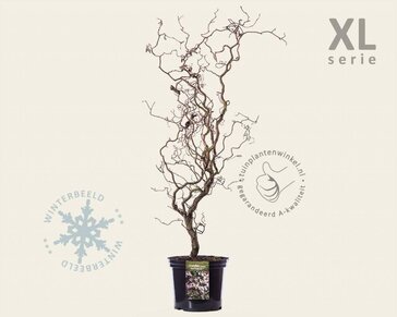 Corylus avellana 'Red Majestic' - XL