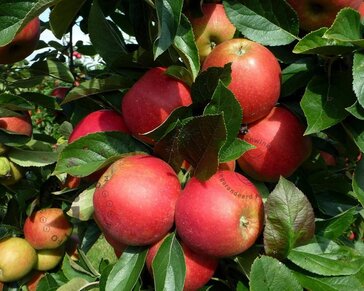 Malus domestica 'Elstar' - Step-over two-way