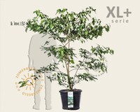 Cornus controversa - XL+